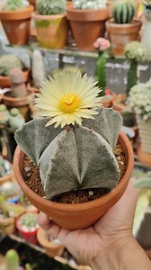 1.3K views · 193 reactions | Another gorgeous flower unfurls on my Astrophytum Myriostigma.. #bikolanahardinera | Bikolanahardinera | Facebook