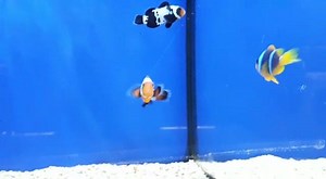 Our "Frostbite" Clowns (Amphiprion percula) are inquisitive! Priced at £69.99 each or 2 for £120.00, these will definitely be the showpiece to any marine tank. Please contact us with any further details. | Hollybush Pets and Aquatics