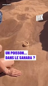 16K views · 352 reactions | ️Un poisson au Sahara ? Presque ! 年 Le scincus scincus, alias le poisson de sable est un lézard qui vit dans les déserts. Grâce à son corps fin et ses mouvements fluides, il file sous le sable comme un poisson dans l’eau ! | Liik | Facebook