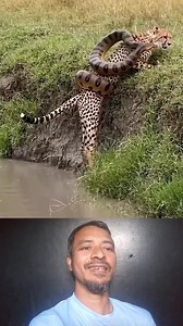 838K views · 2.5K reactions | চিতাবাঘ। #Amazing #OMG #reels #BMW #foryou | BSL Saokat TECH 30 | Facebook