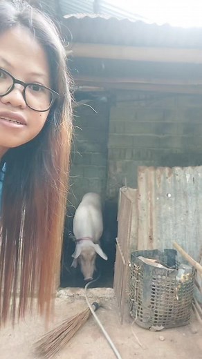 My sow 42days pregnant!our daily routine!! #fypシ゚viralシ #fbreelsvideo #fbtrendingreels #reelsvideo #foryoureels #reelsfb #facebookreels #fypシ #foryoupage #risingcreator #fyp #foryou | Maricel Along VLOG