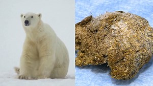 Polar bear poop sheds light on protected species