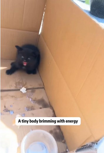 Gentle Cat Behavior: Understanding Insecurity and Affection
