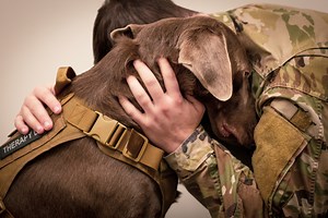10 Military Dog Breeds That Fight Alongside Us