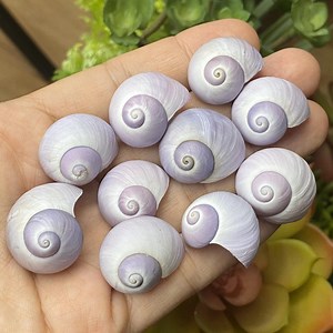 Purple Sea Shells (20-25mm): Beach Wedding Decor, Set of 10 - Etsy