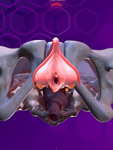 Understanding Clitoral Anatomy During Rest and Excitement