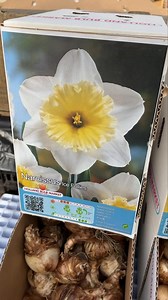 #add Plant Daffodil “Ice Follies” from@now for spring flowering....