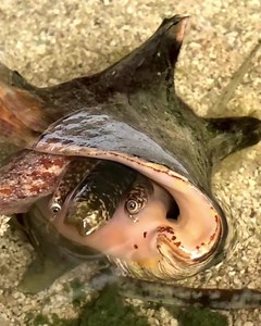 “This beautiful queen conch came out to thank us for the food. If you look closely you can see the conch’s radula at the end of its proboscis (snout) that it uses for grazing.” Video taken during feeding time with Paola, Aquaculture Research Biologist @guavaola Video: @queenconchlab . . #queenconchlab #queenconch #feedingtime #radula #grazer #grazing #planteater #plantbased #molluskmonday #mollusk #mollusc #conchshell #proboscis #sealife #oceanlife #puertorico #caribbean | Ocean Magazine