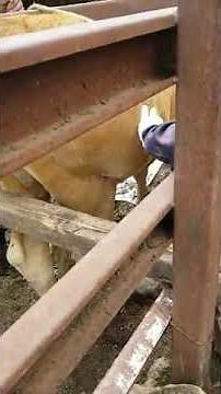 Giant cow abscess drainage about 2 gallons!!
