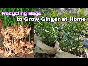 Recycling Bags to Grow Ginger at Home / Easy fro Beginners