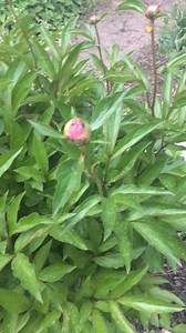 May in the pollinator garden #sustainable #gardeningtips #gardeningtips #raingarden #garden #wildflowers #peony #iris #nativeplants Garden Naturally Group | Garden Naturally Group