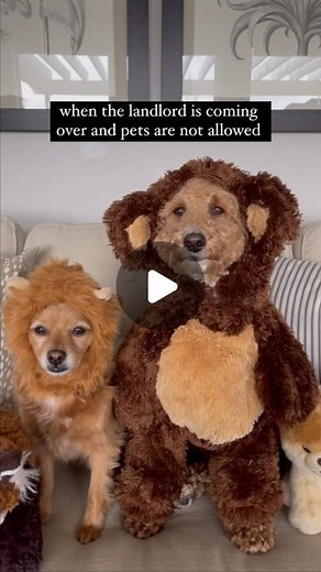 JAZZY🐾 the Fashion Doodle and dog mom Krista Robinson on Instagram: "Don’t blink, don’t blink, don’t blink 😅 Bringing this one back just for fun!!😁 #nopetsallowed #nopetsallowedonfurniture #chairchronicles #doodletales #duotales #goldenddoodle #goldendoodlelove #dogreels"