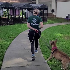 2.9K views · 103 reactions | We spotted Milani with our volunteer dog walker Jenna! They have an incredible bond with one another. Milani is available for adoption, and she would make a great companion! Visit HawaiianHumane.org/adoptions to make an appointment to meet Milani. #HawaiianHumane #OptToAdopt #Dog #Puppy | Hawaiian Humane Society | Facebook