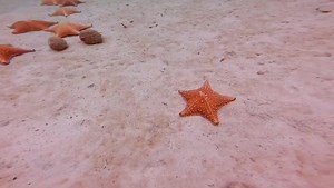The red cushion sea star, (Scientific name: Oreaster Reticulatus) is a marine invertebrate that can be found in the Caribbean Sea and the western Atlantic Ocean ⭐️ Their lifespan depends on availability of food, and if there is low food it re-absorbs its own tissue and reduces its size ⭐️ They are omnivores and deposit feeders as well ⭐️ If you see them, do not touch them or take them out of the water as this affects their breathing 💙 Admire them with respect 👌🏿 . . . . . #underwater #visitpa