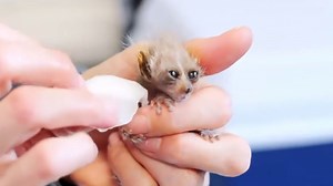 Cute but dangerous! An endangered pygmy slow loris is born at the Memphis Zoo. | USA TODAY Video