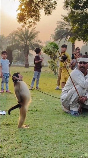 Funny Monkey 🐒💃 | Funniest Moves You’ll Ever See! 😂 ##zoorush #memes #funnyanimal #catvideos