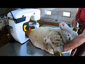 🐑✂️Sheep Transformation: From Fluffy Giants to Stylishly Shorn