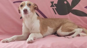 4.5K views · 52 reactions | ****Reserved*** Gaia Another little...