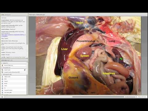 Poultry anatomy and necropsy