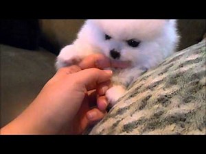 Gorgeous Veronica Teacup White Pomeranian for sale