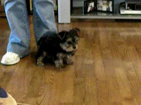 Yorkie - first day home