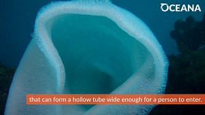 AMAZING: Have you ever seen anything like this giant pyrosome? Learn all about this weird and wild organism at https://oceana.ly/3Jeh41l | Oceana