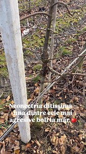 🍎 Neonectria ditissima (cancerul deschis al mărului) Una dintre cele mai periculoase boli ale mărului, prezentă frecvent în livezi și grădini neîngrijite corect.✅ 🔬 Ce vezi în acest video: – leziuni canceroase pe ramuri – scoarță necrozată, crăpată – zone de infecție care slăbesc structura pomului ⚠️ De ce este periculoasă? 🍄‍🟫 • reduce vigoarea pomului • compromite ramurile de rod • poate duce la uscarea completă a pomului dacă nu se intervine la timp ✂️ Soluția corectă: – eliminarea comple