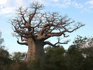 Adansonia madagascariensis - Alchetron, the free social encyclopedia