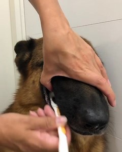 156K views · 2.5K reactions | Evening routine, workin on those pearly whites 醴 Who else is brushing his teeth? | German Shepherd Universe | Facebook