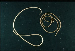 Parasitic Horsehair Worms: Facts, Life Cycle, and Effects