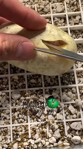 Hatching ball pythons! | The Molinaro Snake Lab