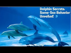 Dolphin Secrets 🐬 | Same-Sex Behavior Explained | Amazing Dolphin Facts!"