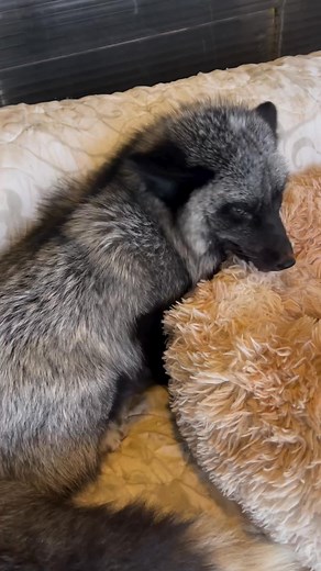 My fox playing time.....💕😍❤️ #animal #fox #reels #animallover | John Haines