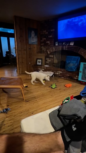 Meet Atomic Blonde of Moro, aka “Lorraine”, all while we watch the movie Atomic Blonde. She is from our A3 litter Kimber x Magni and will be staying with us. She is super pretty, very driven, strong, and has quite the sass, just like her namesake. 🥰. #whiteshepherd #whiteswissshepherd #bergerblancsuisse #dogsofinstagram #pnwdogs #weisserschäferhund #pastorblancosuizo #pastoresvizzerobianco #whiteswissshepherdsofinstagram #whiteswissgram | Moro Shepherds