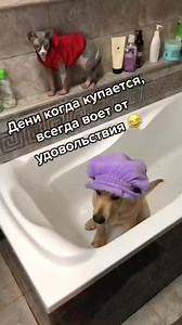 249K views · 6.7K reactions | Gray wolf #fbreels #reels #fbreels2024 #amazing #dogcat #dog #cat #animal #pet #catlovers #doglover | Denie Manie | Facebook