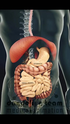 How long does it take for the body to digest food? #thenurse #nurse #profession | Medicos Life