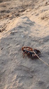 2.5K views · 58 reactions | Exo Wildlife on Reels | Facebook