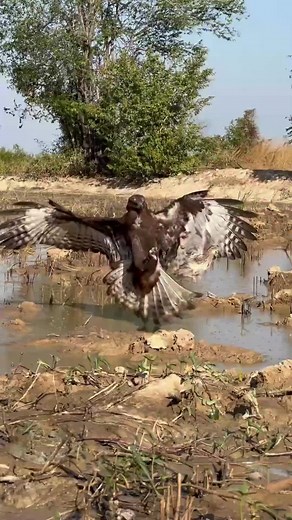 Hawk's Remarkable Hunt: Capturing Its Prey with Precision