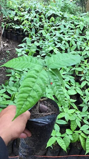 Application of fertilizer to our Cacao Seedlings is a must.🌱 #cacaoceremony #cacaofarming #cacaomedicine #cacaofruit #cocoa #cacao #farmer #MAGSASAKA #farmlife #farming | Timeless USA Stories