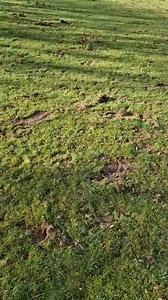 Picking sycomore saplings from my feilds that are toxic for horses if eaten. I've NEVER seen so many! This Its a long and perhaps boring video but I hope this shows alot of the stages of these saplings and helps inform others of what to look out for ❤️, Im Sure it's the rain 🌦 that's softened the seads and the warmer temperatures we've had recently that have made these explode. Be as vigilant as you can be. 👀 Signs to look out for are your horses seeming quiet, not 100% themselves and looking 