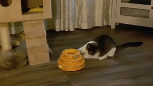 Halloween party in progress..... | Max and Simba Senior Kitties