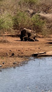 2.6K views · 53 reactions | Mud baths: because baby elephants don’t...