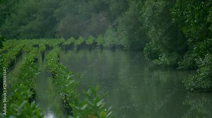 Mangrove seedling cultivation farming video, mangrove roots, mangrove tree swamp, mangroves habitat and mangroves forest ecosytem, wildlife eco biology planting mangroves conservation
