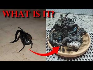 The Terrifying Case Of The Venom-Kin Alien Encounter - Location Unknown