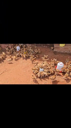 One month old chicks for sale,free delivery within Voi and outside Voi @ a fee...MOQ:50 | golden egg poultry farm