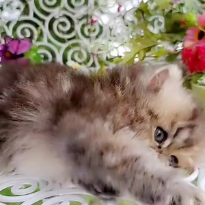 Rollie~Pollie~Ollie | Dollface Persian Kittens