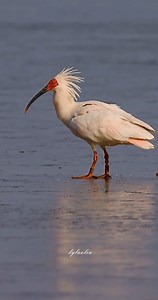 Crested Ibis (朱鹮,Nipponia nippon), in Shaanxi province. Under top-class state protection in #China, it was previously thought to be extinct globally, until their rediscovery in 1981 in Shaanxi province. ❤❤❤ #Chinese #nature #birds #wildlife #travel #peace #beauty #beautiful #love | Lin hillside