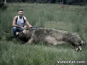 huge boars (including MONSTER PIG)