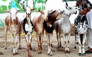 1.9K views · 138 reactions | Hansi Doda today Bakra for sale hai03487484726 | Naveed Goat Farm | Facebook