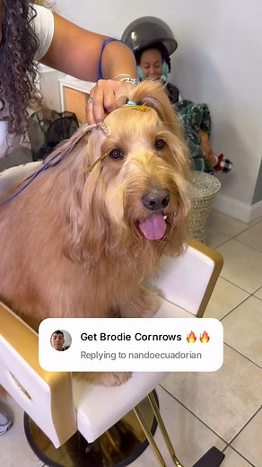 Look how he shows them off at the end. What hairstyle should we do next?! Shoutout @floofbybrodie & @moyadaly for keeping Brodie fresh. #doggroomers #tutorial #goldendoodle #braids | Brodie That Dood